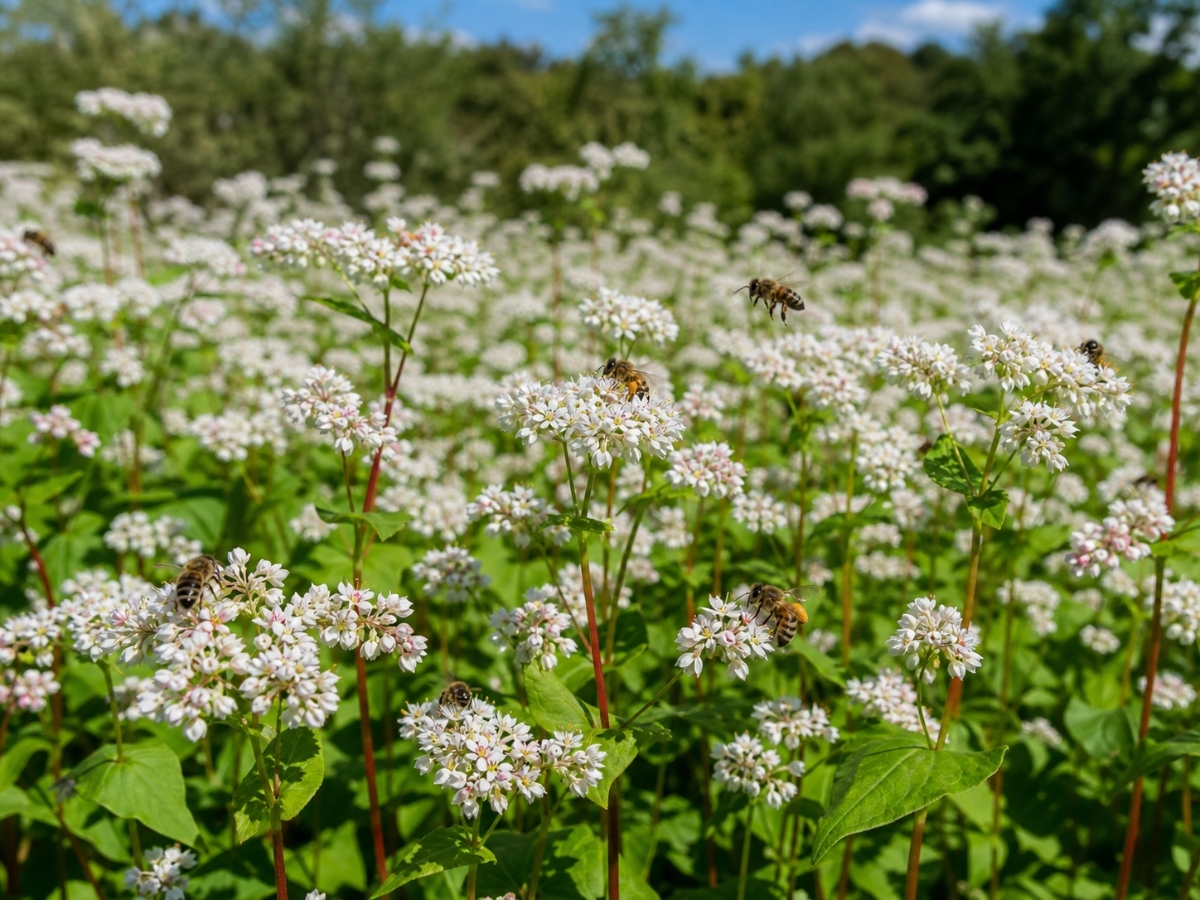 Buckwheat in full bloom with masses of tiny white flowers and bees hovering among the blooms
