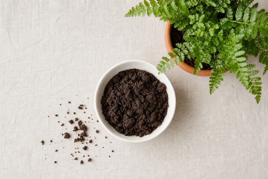 Used coffee grounds in a white bowl next to a potted fern plant for DIY nitrogen fertilizer