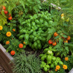 companion planting guide for beginners - garden bed with herbs and vegetables