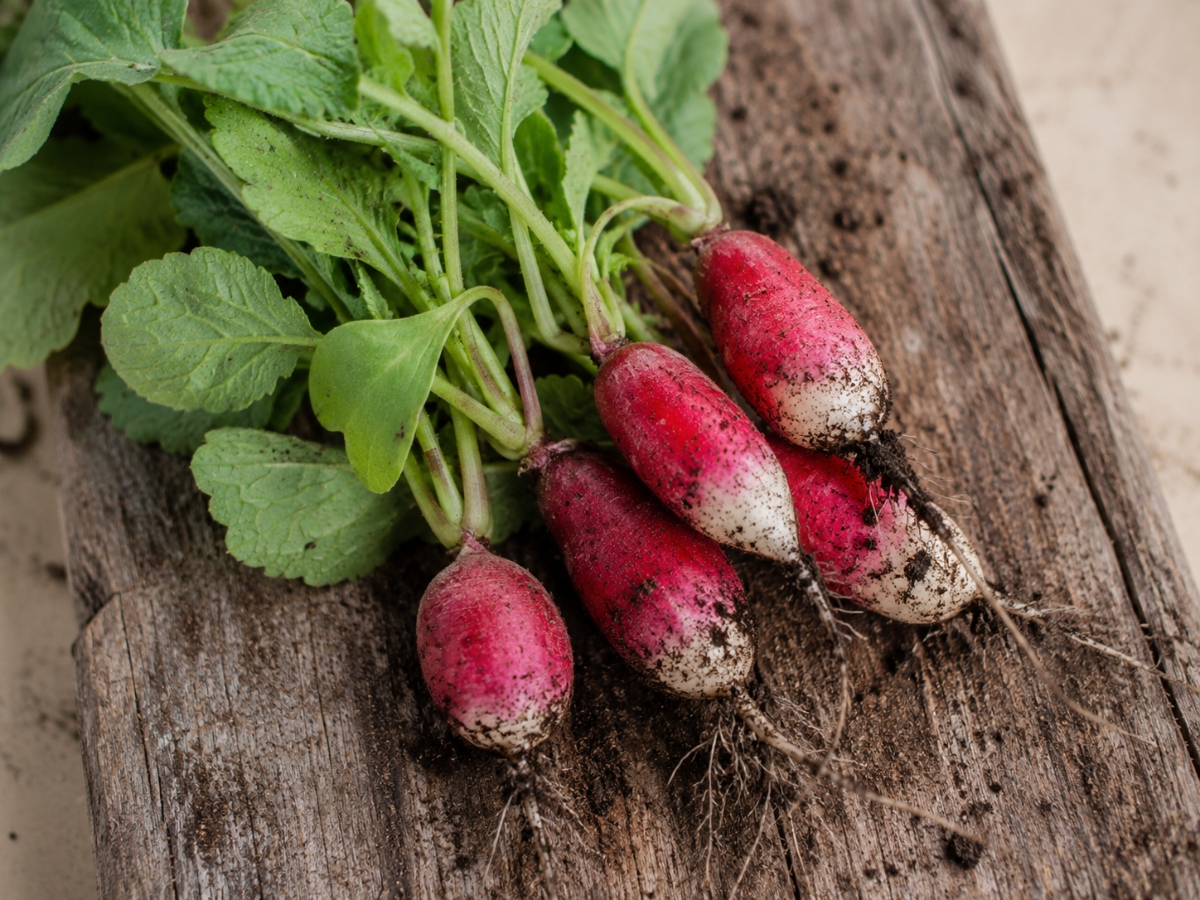 easiest vegetables to grow for beginners - radishes